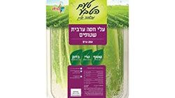 חסה ערבית שטופה