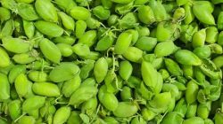 חומוס ירוק - חאמלה מלאן