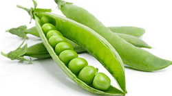 אפונה טרייה