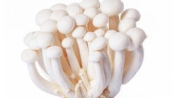 פטריות שימגי לבן ארוז