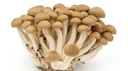 פטריות שימגי חום ארוז