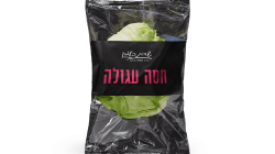 חסה אייסברג