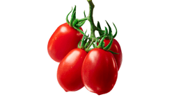 עגבניה שרי תמר לובלו