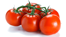 עגבניה אשכולות