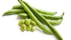 מארז שעועית ירוקה בלאדי