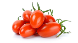 עגבניה שרי תמר