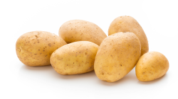 תפוח אדמה ברשת לבן