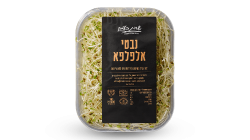 נבטי אלפלפא