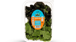 מהדרין חסה סלנובה