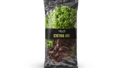 חסה מסולסלת