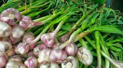 שום ירוק עם עלה