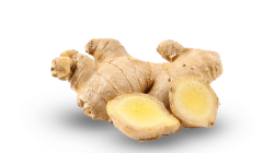 מארז ג׳ינג׳ר