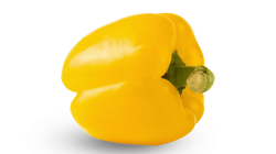 פלפל צהוב