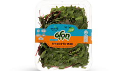 מהדרין עלי בייבי