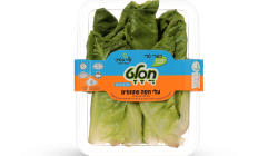 מהדרין חסה ערבית