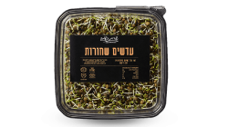 נבטי עדשים שחורות