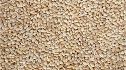 גריסי פנינה ארוזה מובחרת