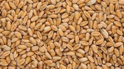 חיטה ארוזה מובחרת