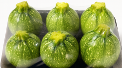 מארז קישוא עגול 6 יחידות